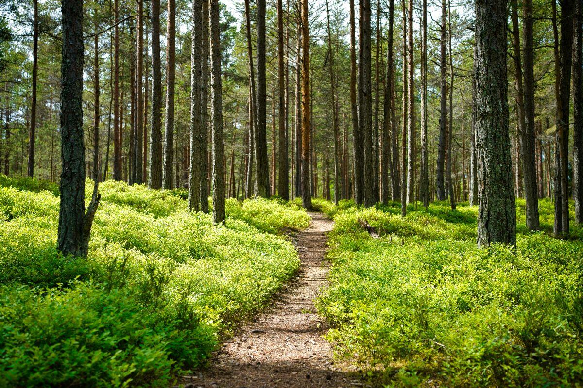 Original Ways to Celebrate National Trails Day 2024